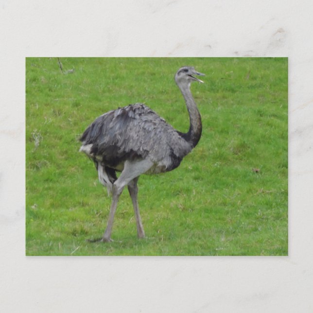 Carte postale Grand Rhea #1 (Devant)