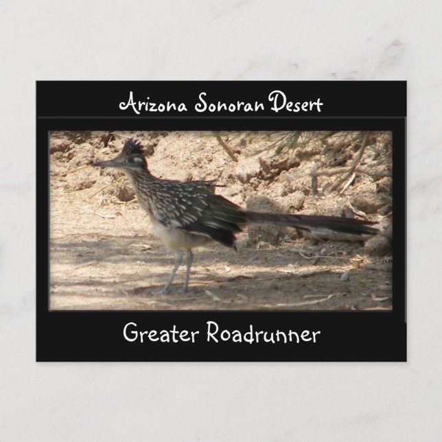 Carte Postale Grand Roadrunner (Devant)