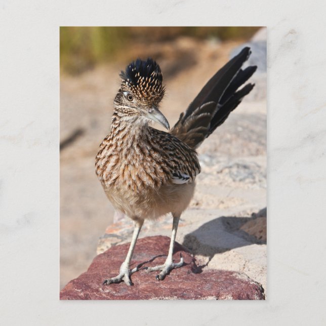 Carte Postale Grand Roadrunner (Devant)