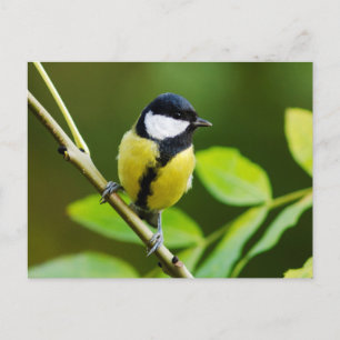 Carte Postale Grand Tit en automne