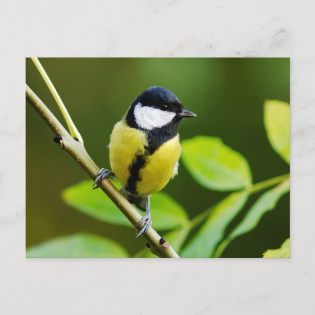 Carte Postale Grand Tit en automne (Devant)