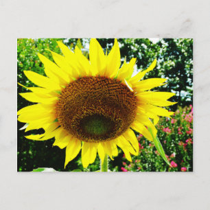 Carte Postale Grand tournesol jaune