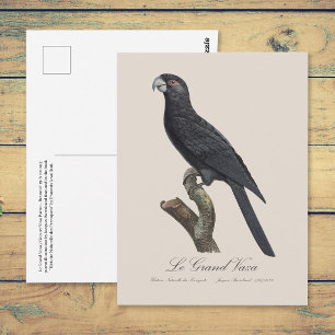 Carte Postale Grand Vasa, Coracopsis Vasa Illustration