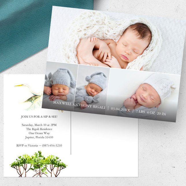 Carte Postale Grande Aigrette 4 Photo Faire-part de naissance (4 photo birth announcement sip and see florida mangroves and great white heron art Do Tell A Belle)