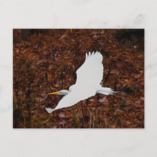 Carte Postale Grande aigrette en vol