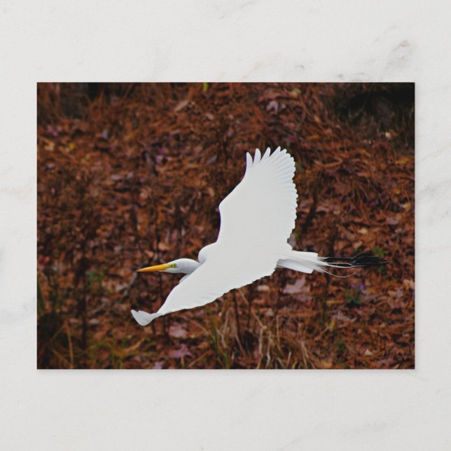 Carte Postale Grande aigrette en vol (Devant)