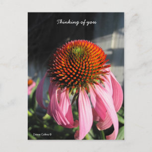 Carte Postale Grande baie rose