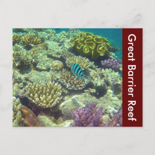 Carte Postale grande barrière récif australie