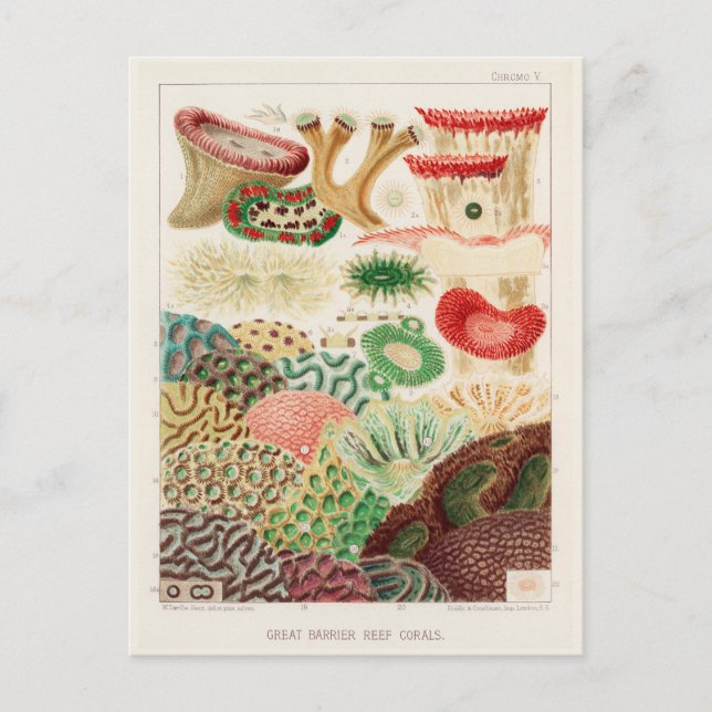 Carte Postale Grande barrière vintage de corail d'Australie (Devant)