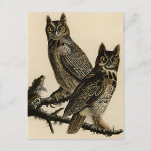Carte Postale Grande Chouette à la corne des oiseaux d'Amérique 