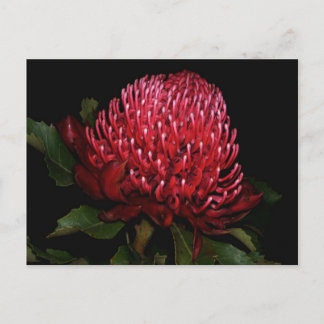 Carte Postale Grande Dame australienne