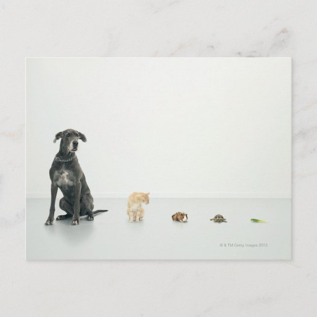 Carte Postale Grande Danse, chat, cobaye, tortue et limace (Devant)