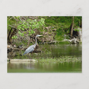 Carte Postale Grande Héron bleu Tennessee rivière faune nature