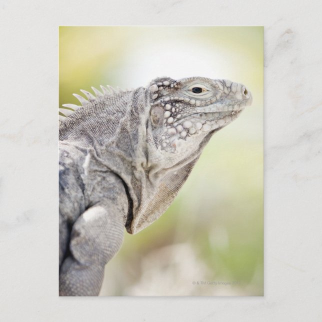 Carte Postale Grande Iguana verte lézarder au soleil (Devant)