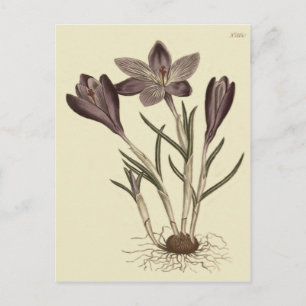Carte Postale Grande Illustration Botanique de Crocus de Printem