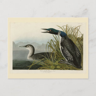 Carte Postale Grande plongeur du Nord Loon Audubon Oiseaux d'Amé