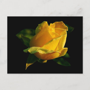 Carte Postale Grande rose jaune
