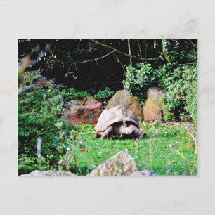 Carte Postale Grande tortue