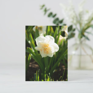 Carte Postale Grands narcisses blancs par un jour de printemps