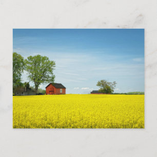 Carte Postale Grange rouge montant la garde sur un champ de cano