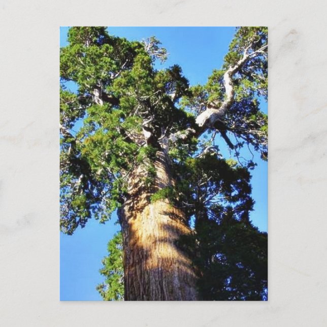 Carte Postale Grant Trees Sequoias Bark Branches (Devant)