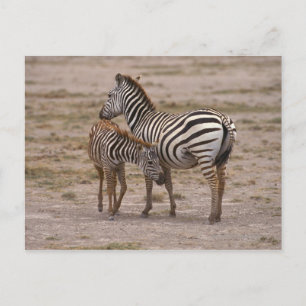 Carte Postale Grant Zebra 3