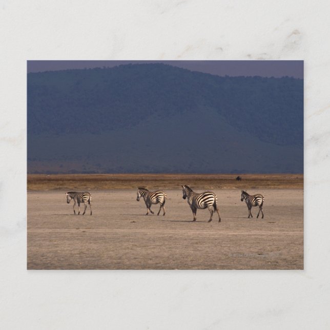 Carte Postale Grant Zebra 4 (Devant)