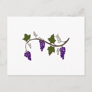 CARTE POSTALE GRAPEVINE