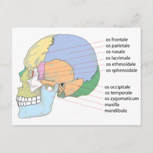 Carte Postale Graphique des noms des os du crâne humain