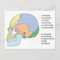 Graphique Nom de l'os crânien humain