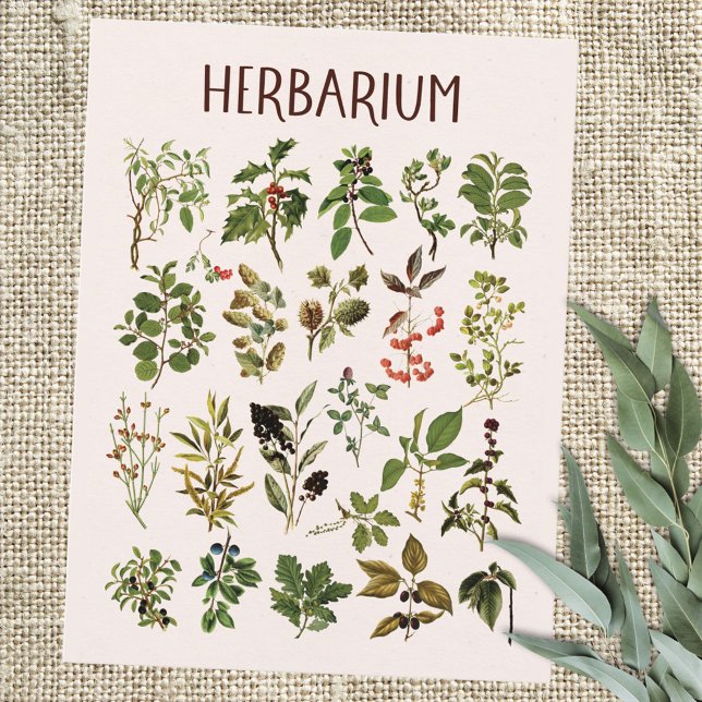Carte Postale Graphique Plante vert Herbarium vintage (Close up)