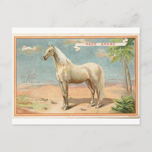 Carte Postale Graphique vintage de cheval blanc (Devant)