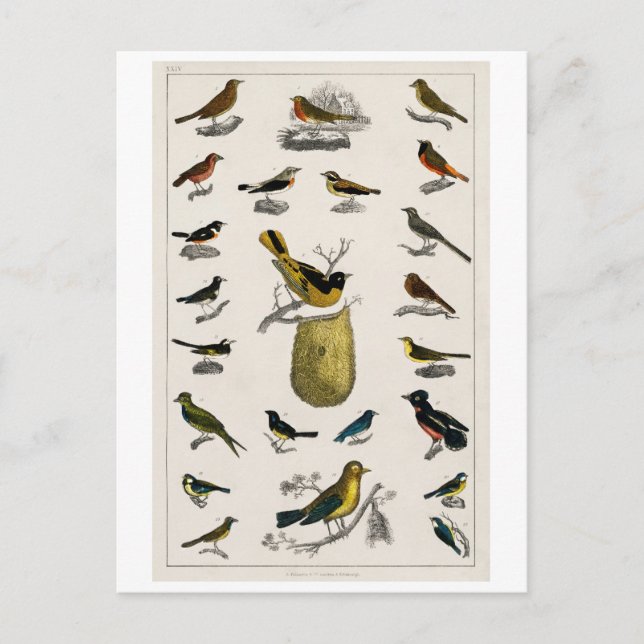 CARTE POSTALE GRAPHIQUE vintage OISEAUX (Devant)