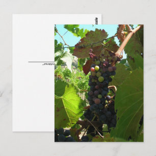 Carte postale - Grappe de raisins sur vigne