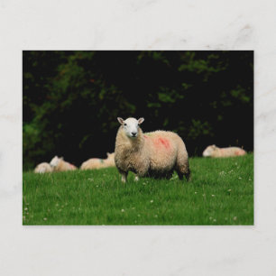 Carte postale Gras