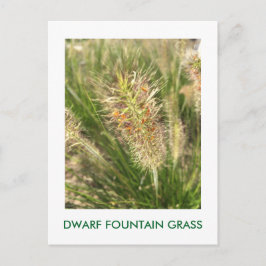 CARTE POSTALE GRAS DE LA FONTAINE DWARF