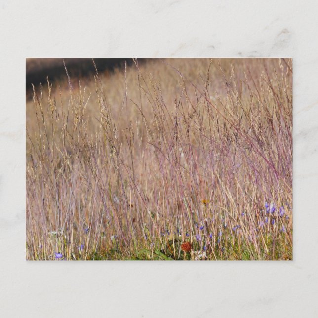 Carte Postale Grass et Fleurs sauvages violets (Devant)