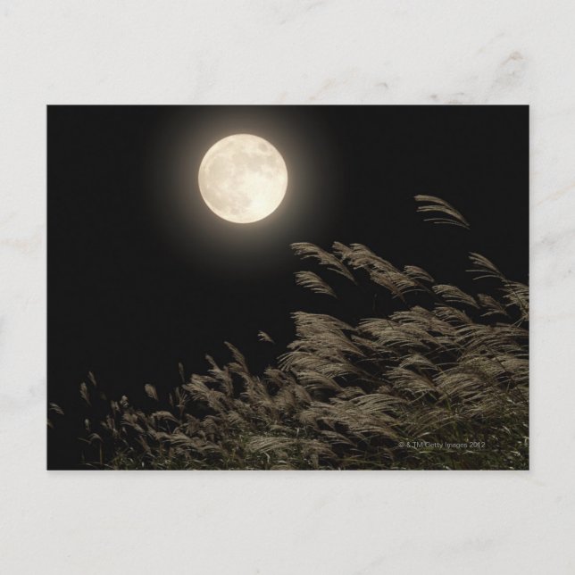 Carte Postale Grass Pampas japonais (Devant)