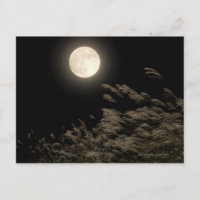 Grass Pampas japonais