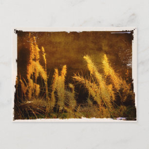 Carte Postale Grasses d'automne