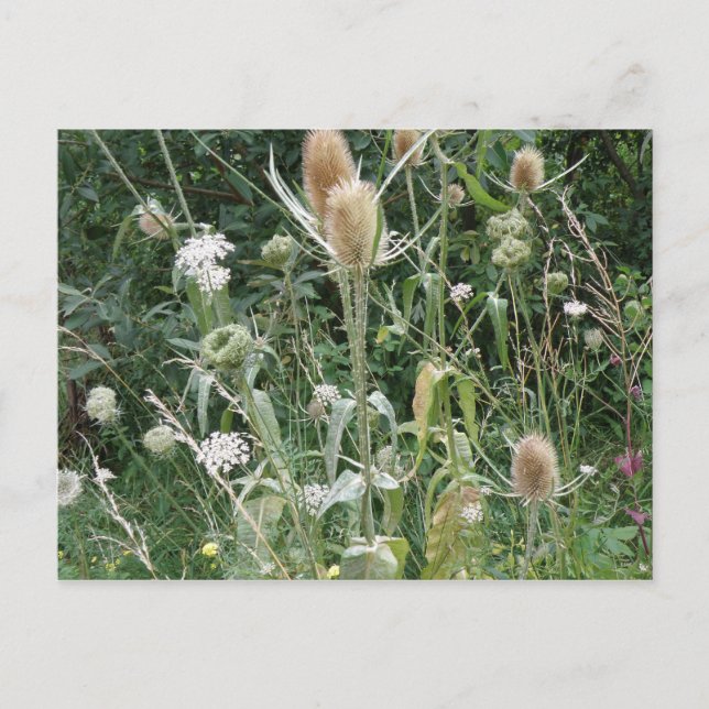 Carte postale Grasses sauvages (Devant)
