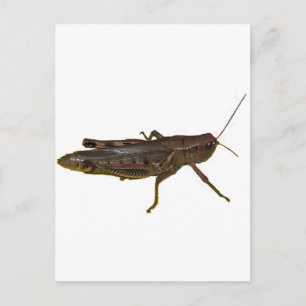 Carte Postale Grasshopper