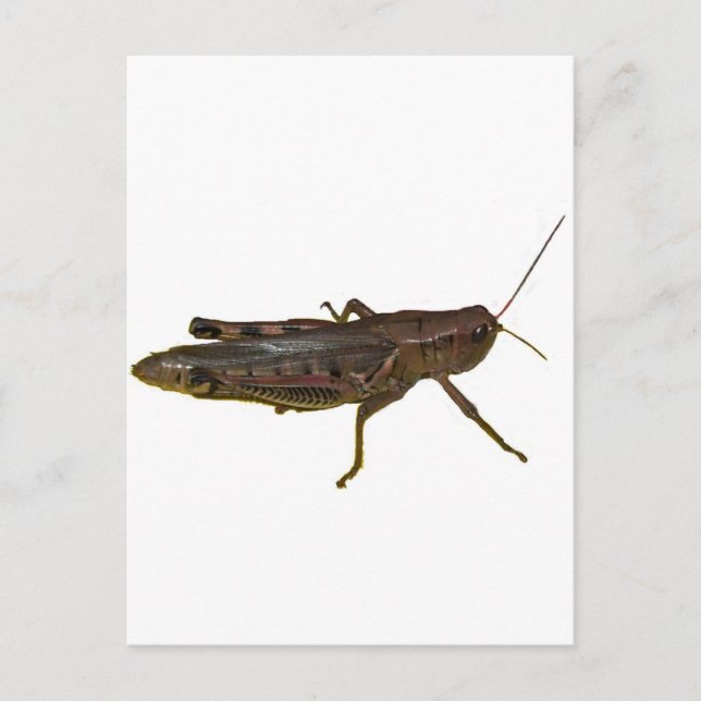 Carte Postale Grasshopper (Devant)
