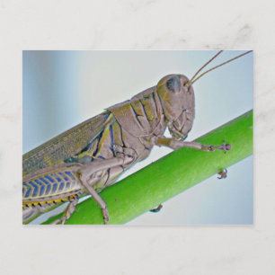 Carte postale Grasshopper.