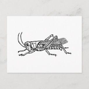 Carte Postale Grasshopper