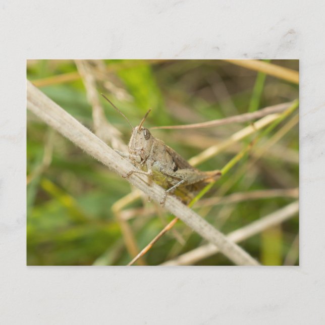 Carte Postale Grasshopper (Devant)