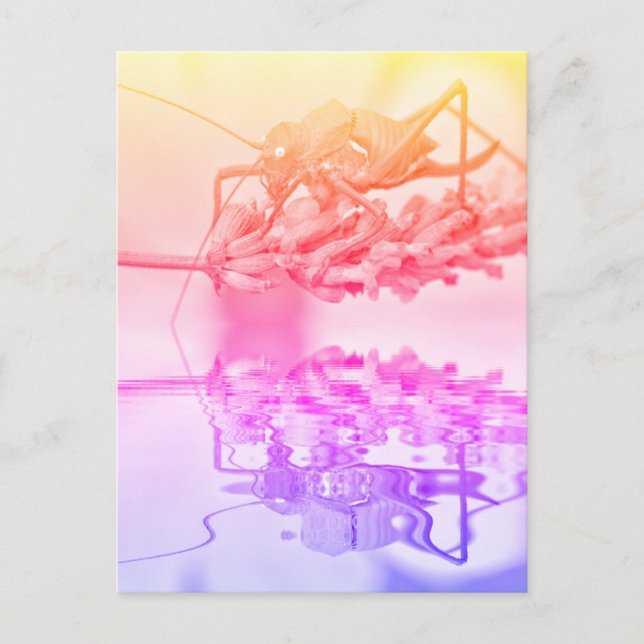 Carte Postale Grasshopper au-dessus de l'eau avec réflexion (Devant)