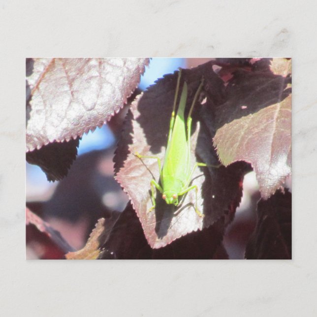 Carte postale - Grasshopper dans l'arbre (Devant)