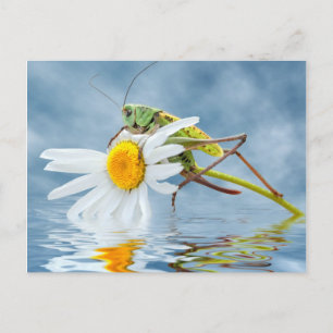 Carte Postale Grasshopper sur fleur marguerite