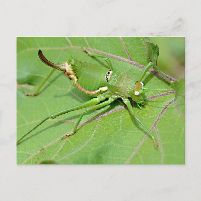 Carte Postale Grasshopper sur la feuille vue ci-dessus (Devant)
